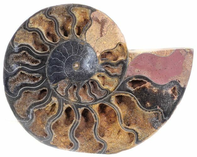 Split Black/Orange Ammonite (Half) - Unusual Coloration #55696